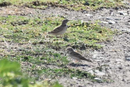 Greater Short-toed Lark (Pjotr Trommel, Kyrgyzstan)