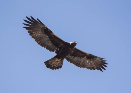 Golden Eagle (Grigory Khasanov, Kyrgyzstan)