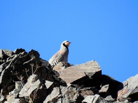 Chukar Partridge (Olga Sivokon, Kyrgyzstan)