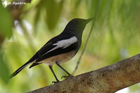 Oriental magpie-robin (Gennadiy Dyakin, Malaysia)