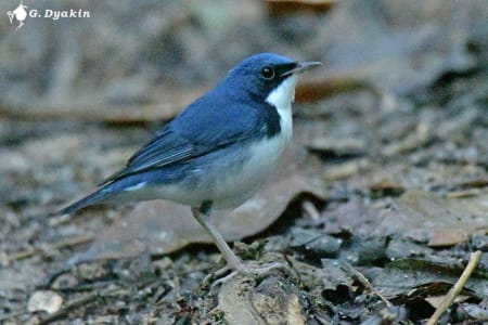 Siberian blue robin (Gennadiy Dyakin, Malaysia)