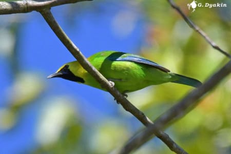 Blue-winged leafbird (Gennadiy Dyakin, Malaysia)