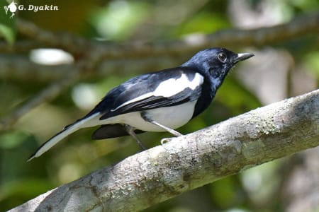 Oriental magpie-robin (Gennadiy Dyakin, Malaysia)