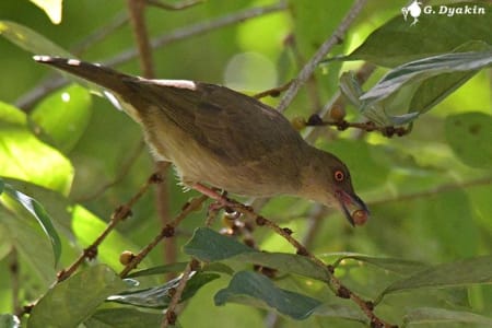 Red-eyed bulbul (Gennadiy Dyakin, Malaysia)