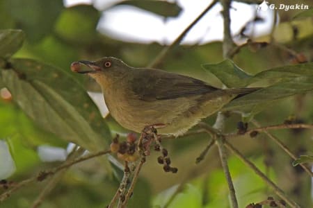 Red-eyed bulbul (Gennadiy Dyakin, Malaysia)
