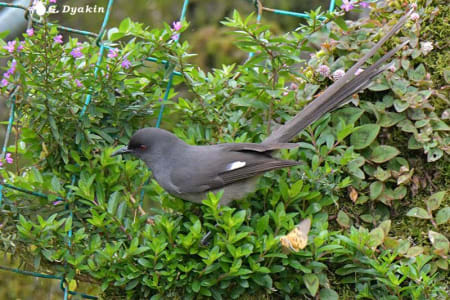 Long-tailed sibia (Gennadiy Dyakin, Malaysia)