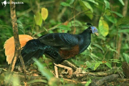 Crestless fireback (Gennadiy Dyakin, Malaysia)
