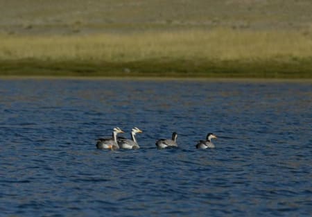 Bar-headed Goose (Pavel Komkov, Mongolia)
