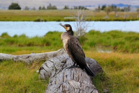 Great Cormorant (Vladimir Pankratov, Mongolia)