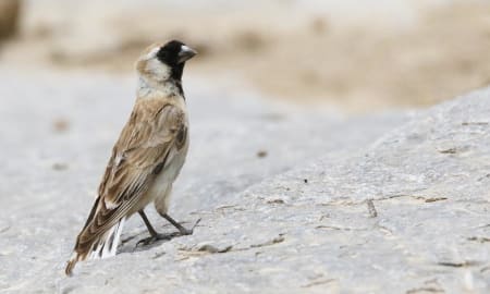 Small Ground-sparrow (Pavel Parkhaev, Mongolia)