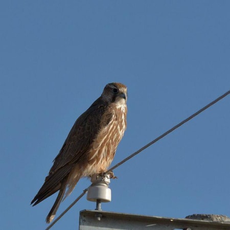 Saker Falcon (Annie, Qinghai China)