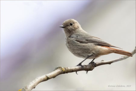 Black Redstart (Anna Golubeva, Europaean part of Russia)
