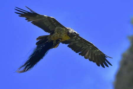 Lammergeier (Dmitriy Shevtsov, Europaean part of Russia)