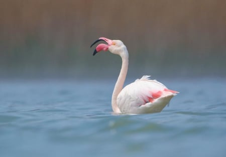 Greater Flamingo (Alexey Sizov, Europaean part of Russia)