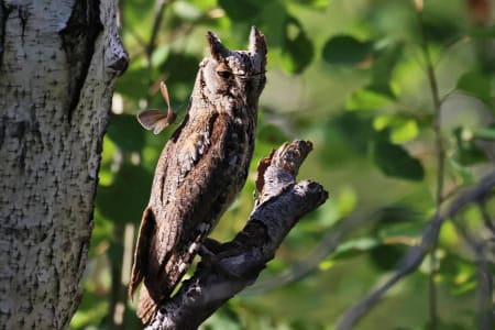 Eurasian Scops-Owl (Vadim Ivushkin, Siberia)
