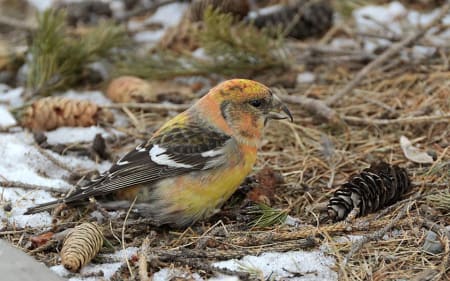 White-winged Crossbill (Olga Nemezhikova, Siberia)