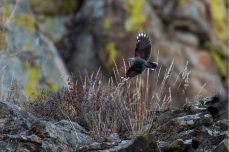 Wallcreeper (Eugene  Simachev, Siberia)