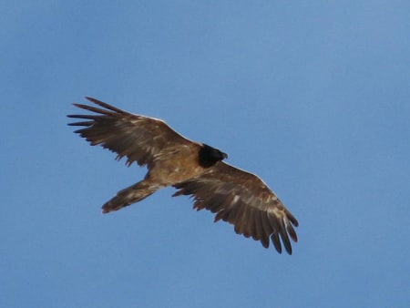 Lammergeier (Askar Isabekov, Tajikistan)