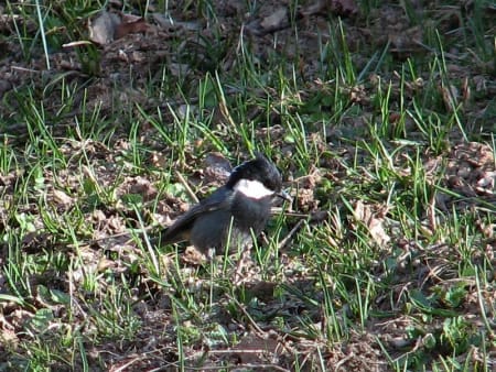 Rufous-naped Tit (Askar Isabekov, Tajikistan)