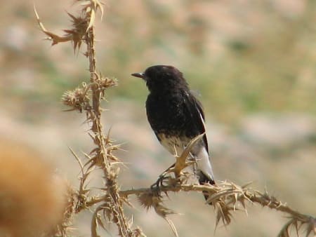 Pied Bushchat (Askar Isabekov, Tajikistan)