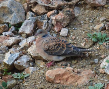 Oriental Turtle Dove (Timur Abduraupov, Tajikistan)