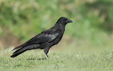 Carrion Crow (Vassiliy Fedorenko, Tajikistan)