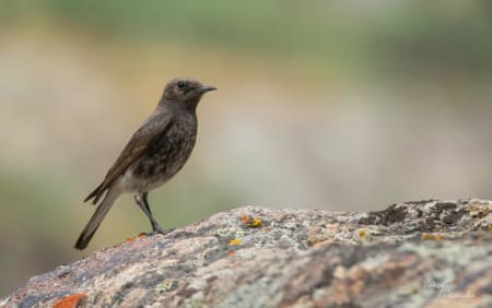 Variable Wheater (Vassiliy Fedorenko, Tajikistan)