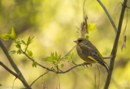 European Greenfinch (Luiza Mardonova, West Siberia)