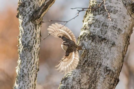 Common Treecreeper (Dmitry Porshnev, West Siberia)