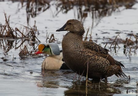 King Eider (Alexander Yakovlev, West Siberia)