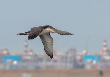 Red-throated Loon (Alexander Yakovlev, West Siberia)
