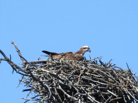 Osprey (Nadezhda Bogomyakova, West Siberia)