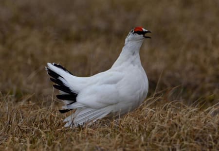 Rock Ptarmigan (Dmitry Nizovtsev, West Siberia)