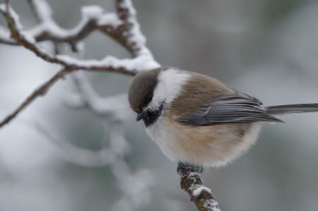 Siberian Tit (Vladimir Kuzmin, West Siberia)