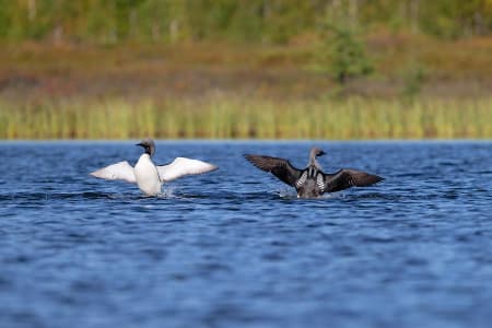 Arctic Loon (Vladimir Kuzmin, West Siberia)