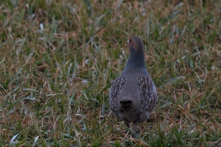 Grey Partridge (Yuriy Kodrul, Ukraine)