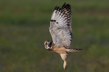 Short-eared Owl (Yuriy Kodrul, Ukraine)