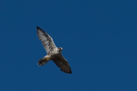 Saker Falcon (Yuriy Kodrul, Ukraine)