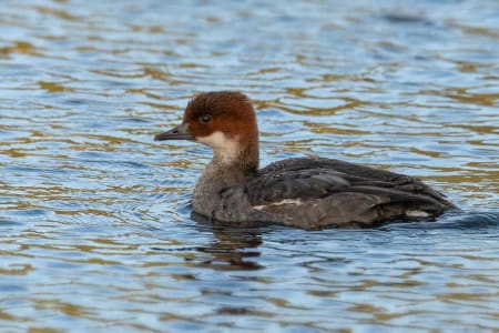 Smew (Dmytro Petrychenko, Ukraine)