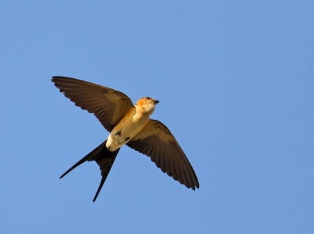 Red-rumped Swallow (Oleg Rozhko, Ukraine)