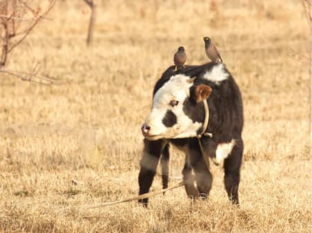 Common Myna (Vyacheslav Yusupov, Uzbekistan)