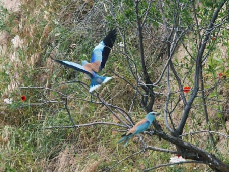 European Roller (Suvon Raximov, Uzbekistan)