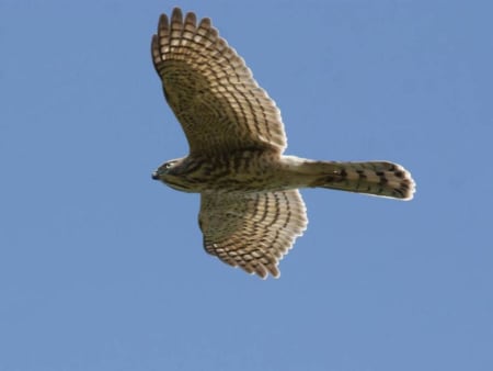 Shikra (Subxan Raximov, Uzbekistan)
