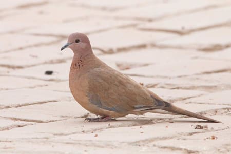 Laughing Dove (Michael Nevski, Uzbekistan)