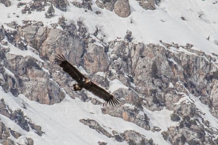 Cinereous Vulture (undefined, Uzbekistan)