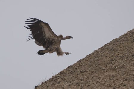 Himalayan Griffon (DING Peng, Xinjiang China)