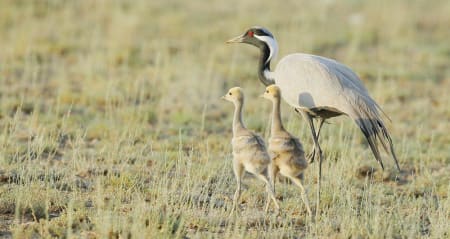 Demoiselle Crane (yang feifei, Xinjiang China)