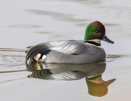 Falcated Duck (yang feifei, Xinjiang China)
