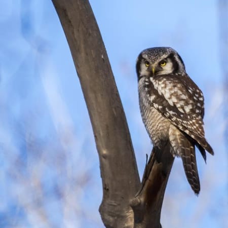 Northern Hawk-Owl (The Birds Record committee, Xinjiang China)