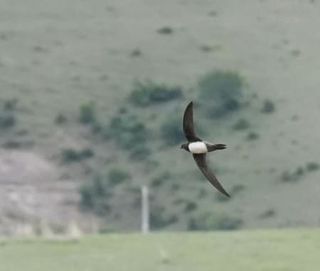 Alpine Swift (Liujianming, Xinjiang China)